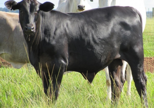 Progênie ENIGMATIC fechando os 7 meses (6).jpg