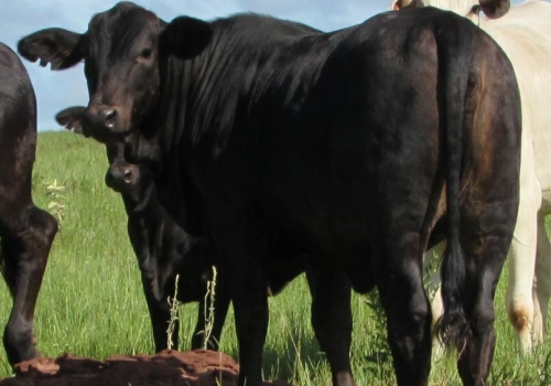 Progênie ENIGMATIC fechando os 7 meses (7).jpg