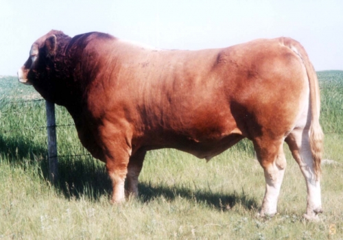 Riverside Polled Ace