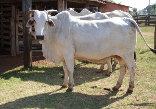 CAMBIRA - BISAVÓ MATERNA.jpg