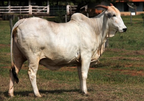 HORA - AVÓ PATERNA.jpg