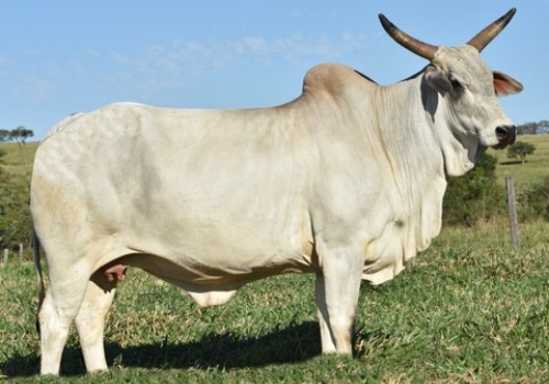 OSTRA - AVÓ MATERNA.jpg