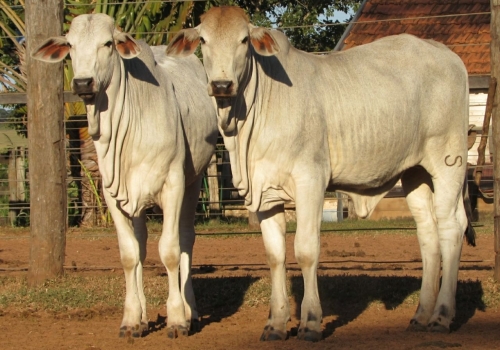 Progênie Dinâmico (1).jpeg