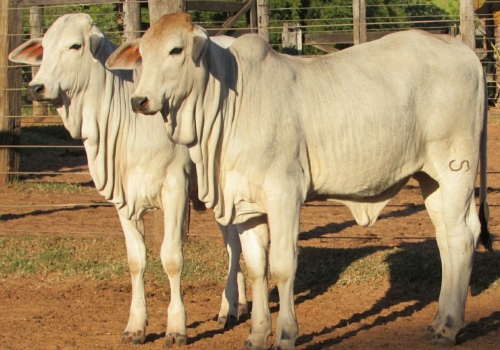 Progênie Dinâmico (2).jpeg