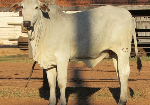 Progênie Dinâmico (3).jpeg