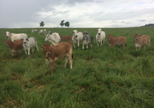 PROGÊNIE CRUZAMENTO INDUSTRIAL NO PR