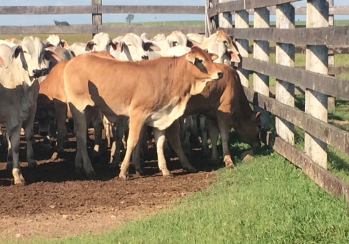 PROGÊNIE CRUZAMENTO INDUSTRIAL NO PR