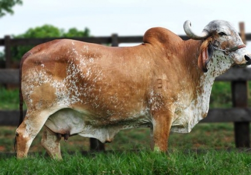 Fiara TE Gavião 10.495 Kg de Leite - Mãe.jpg