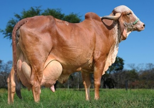 Tona TE da Cal 10.752 Kg de Leite - Irmã Materna.jpg