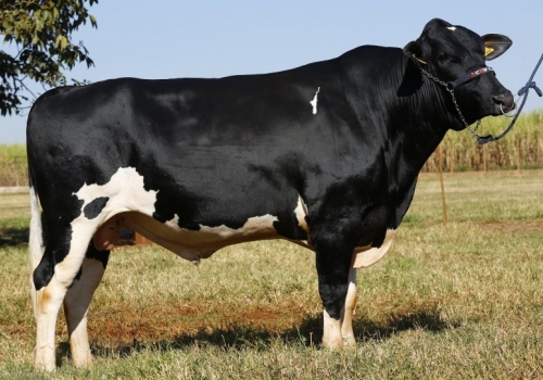 FEBO FR RECREIO - Irmão Materno HORUS.JPG