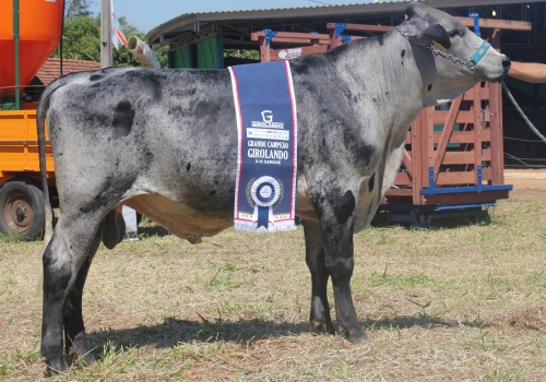 HERMES FR RECREIO - Irmão Materno.JPG