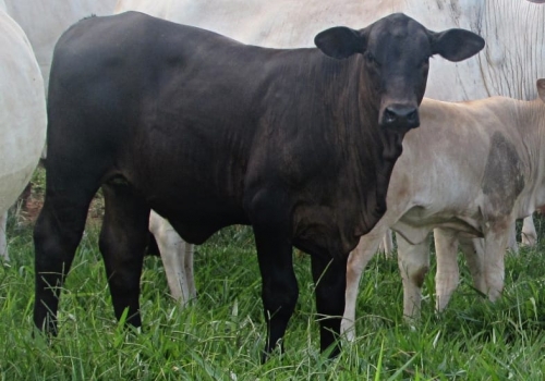 PROGÊNIE CRUZAMENTO INDUSTRIAL NO MS