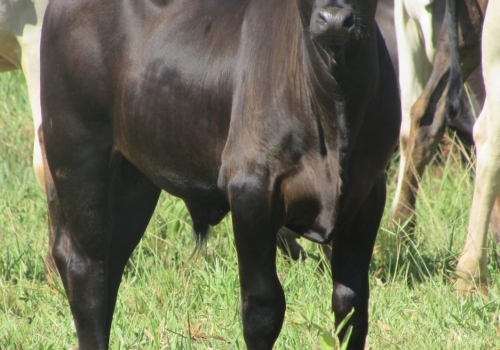 PROGÊNIE CRUZAMENTO INDUSTRIAL NO MS