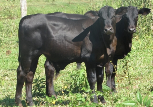 PROGÊNIE CRUZAMENTO INDUSTRIAL NO MS