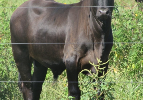 PROGÊNIE CRUZAMENTO INDUSTRIAL NO MS