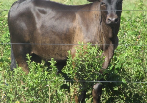 PROGÊNIE CRUZAMENTO INDUSTRIAL NO MS