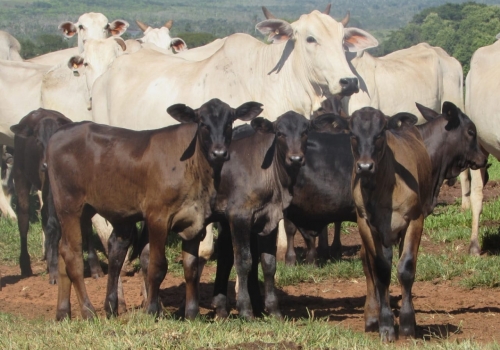 PROGÊNIE CRUZAMENTO INDUSTRIAL NO MS