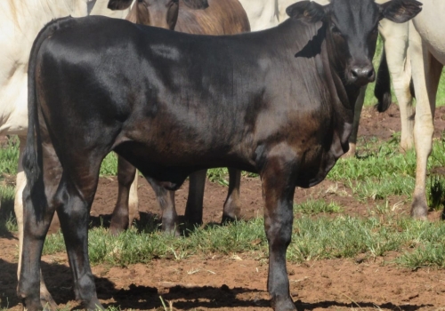 PROGÊNIE CRUZAMENTO INDUSTRIAL NO MS