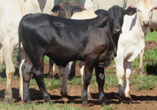 PROGÊNIE CRUZAMENTO INDUSTRIAL NO MS