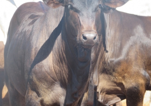 PROGÊNIE CRUZAMENTO INDUSTRIAL NO MS