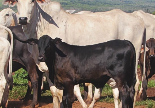 PROGÊNIE CRUZAMENTO INDUSTRIAL NO MS