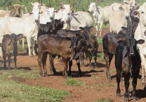 PROGÊNIE CRUZAMENTO INDUSTRIAL NO MS