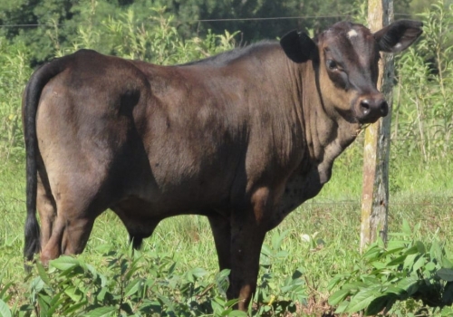 PROGÊNIE CRUZAMENTO INDUSTRIAL NO MS