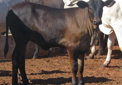 PROGÊNIE CRUZAMENTO INDUSTRIAL NO MS