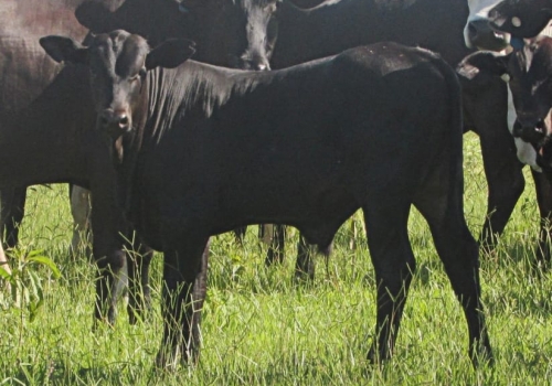 PROGÊNIE CRUZAMENTO INDUSTRIAL NO MS