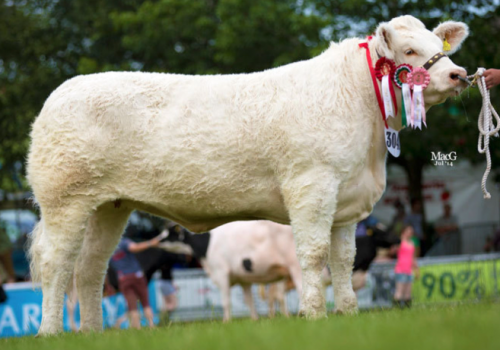 Filha Ferny, Sportsman Maisie 2.png