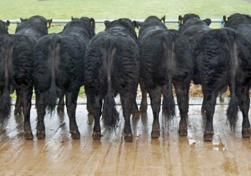 Irmãos Paternos Fullback.jpeg