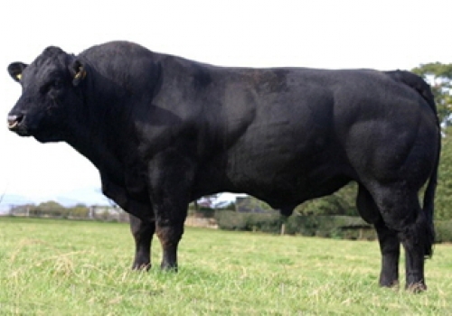 Pai Fullback - Boscastle.jpeg