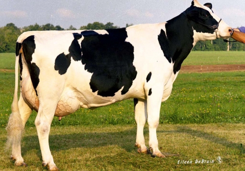 Tui-Onyx-Nick-Tw_VG-86 - Matriarca Santi.jpg