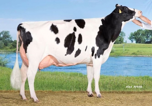 RR Mogul Emily 990 EX-90 - Mãe Jamie.jpg