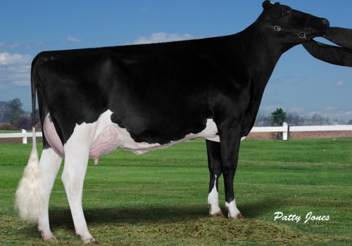 Comestar-Lautella-Goldwyn_VG87 - Matriarca Houston.jpg