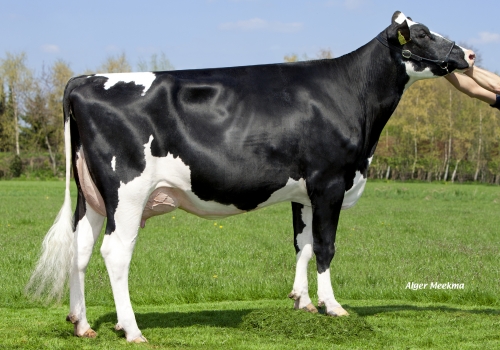 HMO-Super-Carmel_VG-87 - Mãe Mixer.jpg