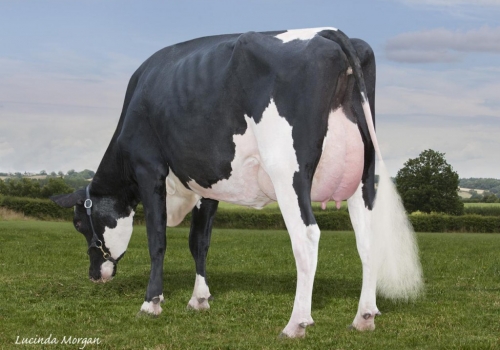 HMO-Super-Cookie-VG-86 - Irmã completa da mãe Mixer.jpg