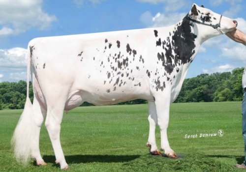 Larcrest Carabella ET (VG-86) - Avó MVP.JPG