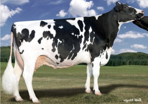 Larcrest Oside Champagne (EX-90) - Bisavó MVP.JPG