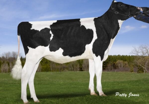 GEN-I-BEQ LEXOR PLAGE MB-87 – AVÓ DO PUMA (NOVILHA)