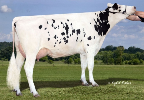 KINGS-RANSOM UNO RHONDA EX-91 - AVÓ DO RIVAL