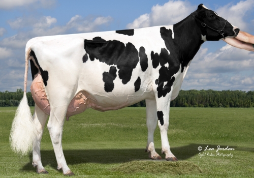 KINGS-RANSON DAVIN RIVAL EX-94 - MÃE DO RIVAL