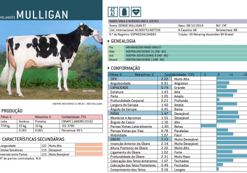 MULLIGAN 2019 - IMPRESSÃO.png