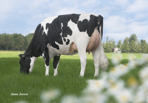 DE OOSTERHOF DG ROSE - IRMÃ INTEIRA DA MÃE DALVATOR.jpg