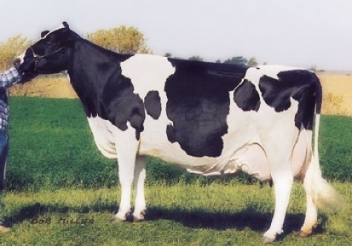 GLENRIDGE CITATION ROXY EX-97 - MATRIARCA FAMILIA GOLDENWAY.jpg