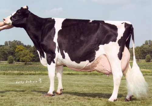 GOLDEN OAKS CHAMP RAE EX-93 - BISAVÓ GOLDENWAY.jpg