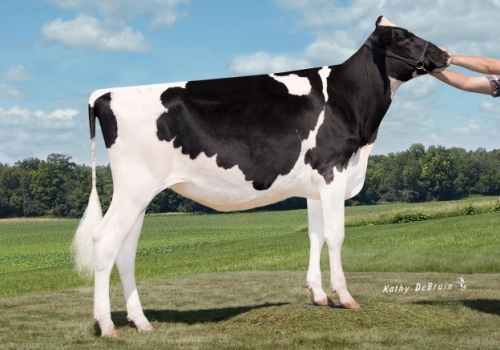 GOLDEN OAKS MCC CHARLINA EX-90 - MÃE GOLDENWAY.jpg