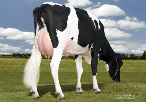 WCD ZBW SUPERSIRE LILLY MB-86 - MÃE LAMBORGHINI.jpg