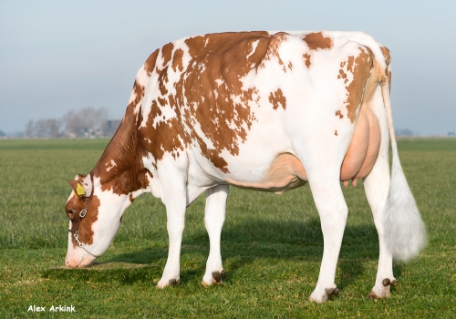 BATOUWE SALSA AIKO RED GRAZEND - MÃE BLUES RED (1).jpg