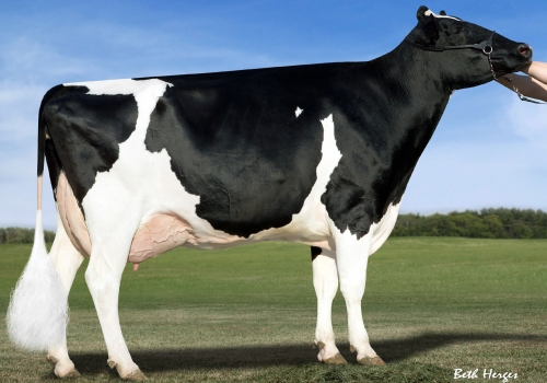 KHW GOLDWYN AIKO EX 91 - 4ª MÃE BLUES RED.jpg